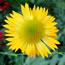 Gaillardia grandiflora Golden Goblin